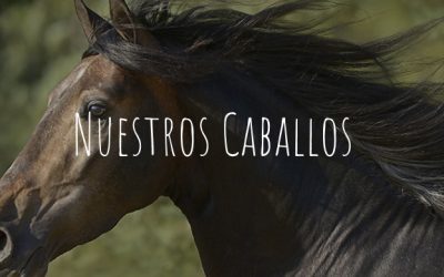 Diseño Web y Branding: Interhorse PRE